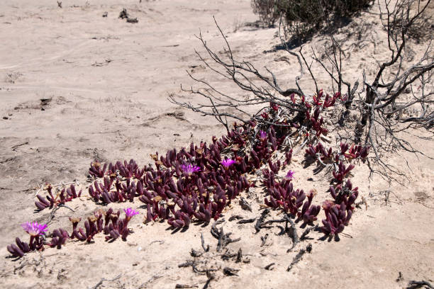 Dawn against the backdrop of flowers and sand