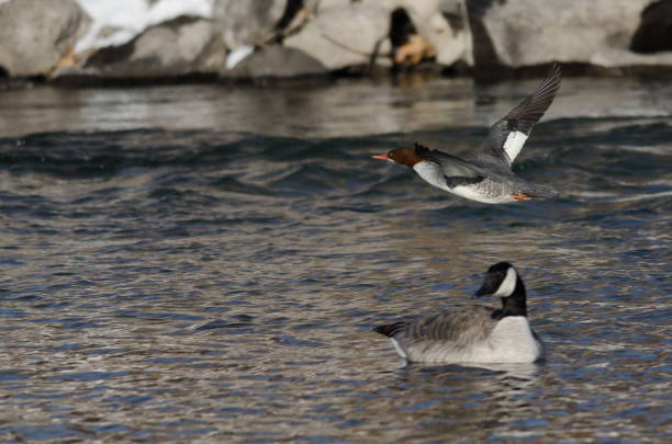 istock Common Merganser Flying Along the Cold Winter River 896541862
