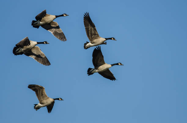 istock Flock of Canada Geese Flying in a Blue Sky 896541950