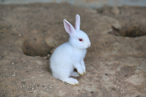 White Rabbit Leg White Rabbit Standing On Its Hind Legs Stock Photo - Download Image Now ...