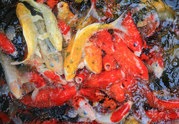 istock Colorful fancy carp fish, koi fish. 896555940