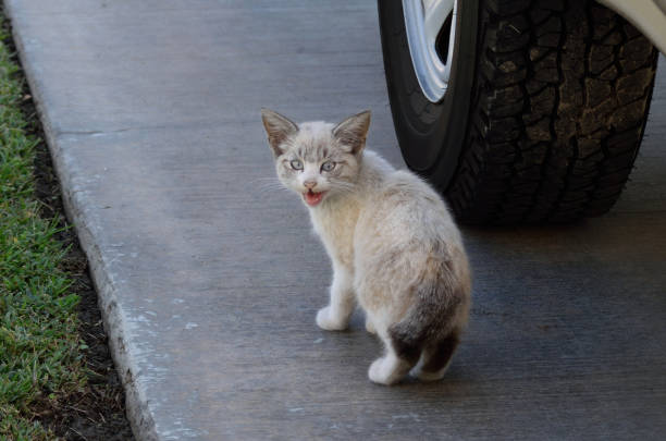 A snapshot of a small kitten milling about near the tire of a pick-up truck on my driveway.