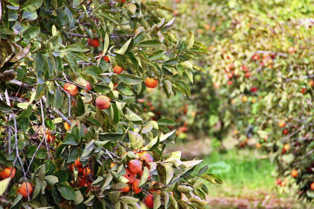 istock plantation of ripe persimmons 896560922