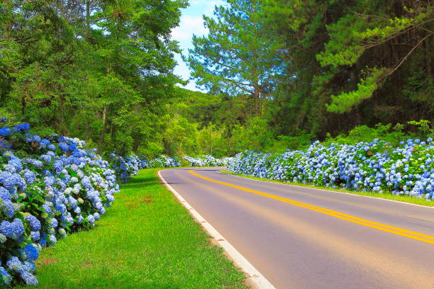 Idyllic landscape in impressive Rio Grande do sul state mountain road pass with hydrangeas, between Porto Alegre and Gramado - Southern Brazil Idyllic landscape in impressive Rio Grande do sul state mountain road pass with hydrangeas, between Porto Alegre and Gramado - Southern Brazil porto grande stock pictures, royalty-free photos & images