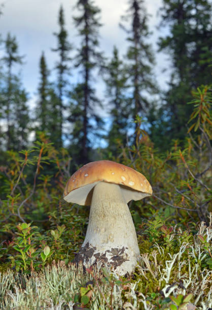 Wild mushroom from Alaskan spruce forest. This particular species (Boletus edulis) is consider delicacy by many European nations, being served either dried (in a soup) or marinated.