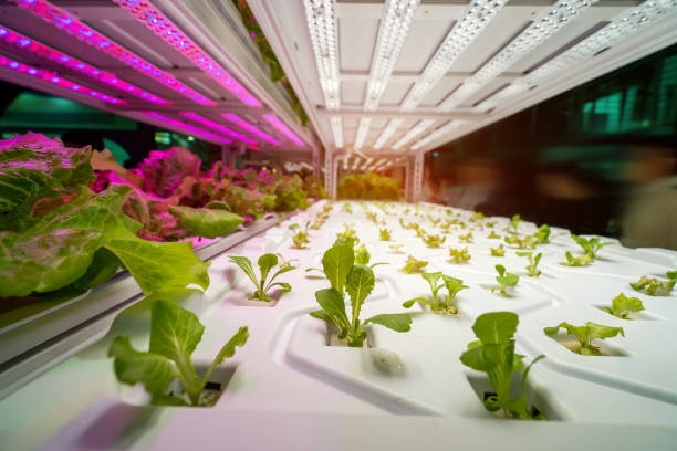 gewächshausgemüse pflanze mit led licht indoor landtechnik - hydroponics vegetable lettuce greenhouse stock-fotos und bilder