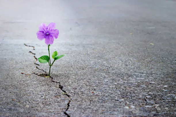 Photo of Purple flower growing on crack street, soft focus, blank text