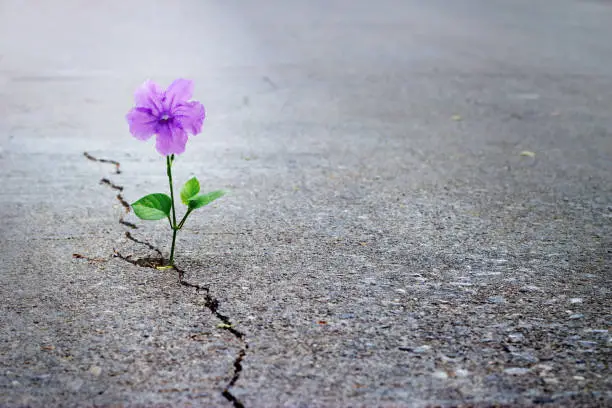 Purple flower growing on crack street, soft focus, blank text