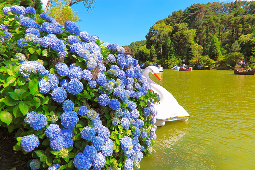 Lago Negro (Black Lake), idyllic landscape with Hydrangeas - Gramado, Rio Grande do Sul state - Southern Brazil