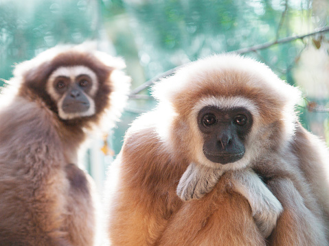 A male lar gibbon ape, Hylobates lar, is sitting with armes crossed and head rested on his knees, in a pensive or sad pose. His mother is on the background. A monkey has black snout and brown hair.