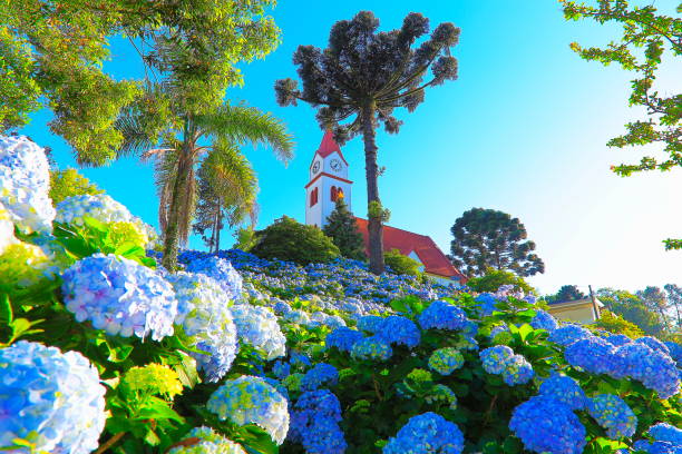 Idyllic cathedral church Bell tower and fairy tale landscape with Hydrangeas  - Gramado, Rio Grande do Sul state - Southern Brazil Idyllic cathedral church Bell tower and fairy tale landscape with Hydrangeas  - Gramado, Rio Grande do Sul state - Southern Brazil araucaria heterophylla stock pictures, royalty-free photos & images