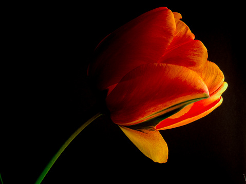 stuffed orange and yellow tulip against a black background
