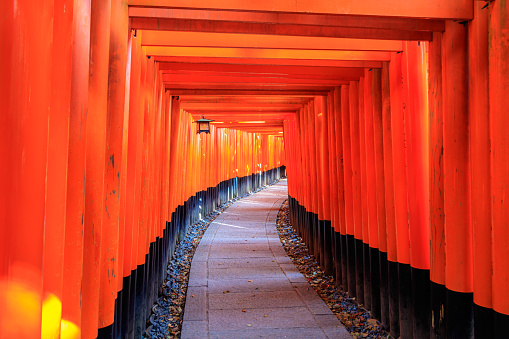 Kyoto - Japan - April 9,2107: A walking path leads through a tunnel of torii gates. Fujimi Inari Shrine