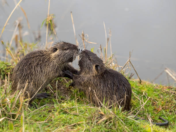 A Nutria by a pond. AKA nutria (Myocastor coypus) Myocastoridae a large rodent.