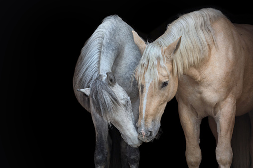 Portrait of two horses on black background