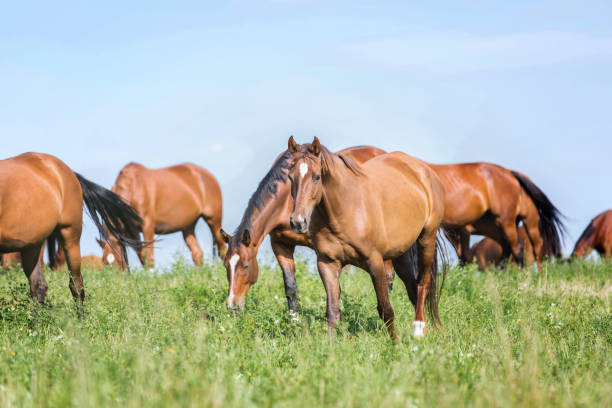 istock Group of horses on the pasture. 896621670