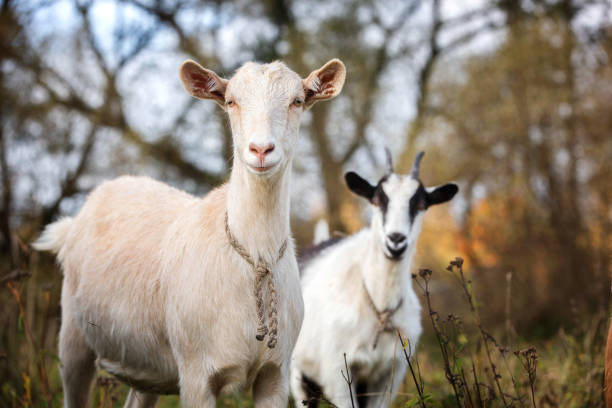 istock Nubian goats outdoors. 896623216