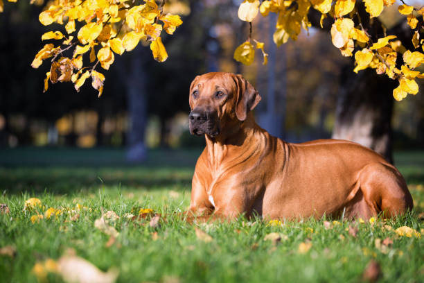istock Beautiful rhodesian ridgeback dog on a nature background. 896623222