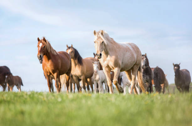 groupe de chevaux sur le pâturage. - livestock horse bay animal photos et images de collection