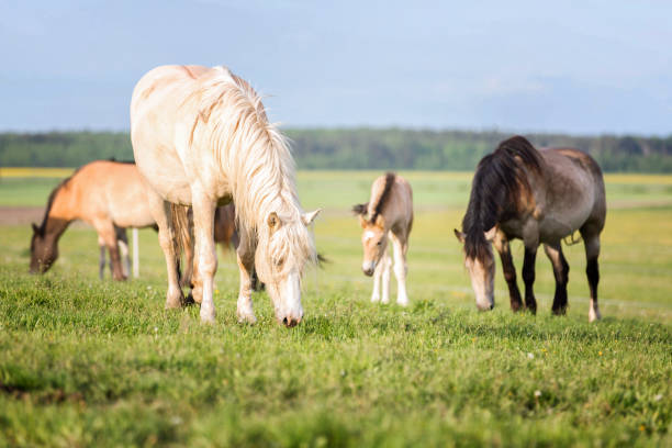 istock Group of horses on the pasture. 896625394
