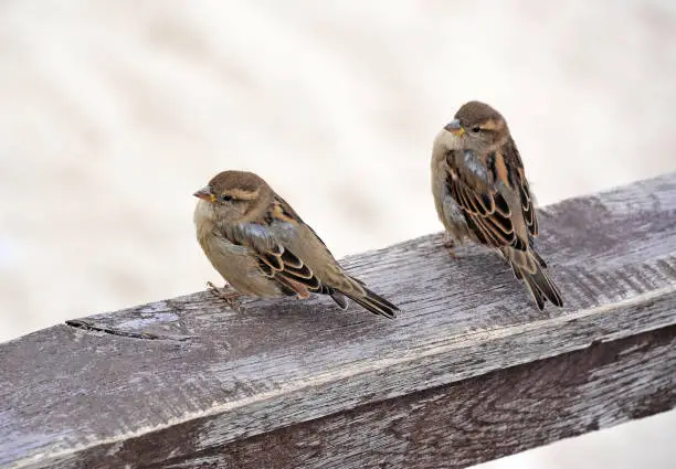 Photo of Sparrow on board