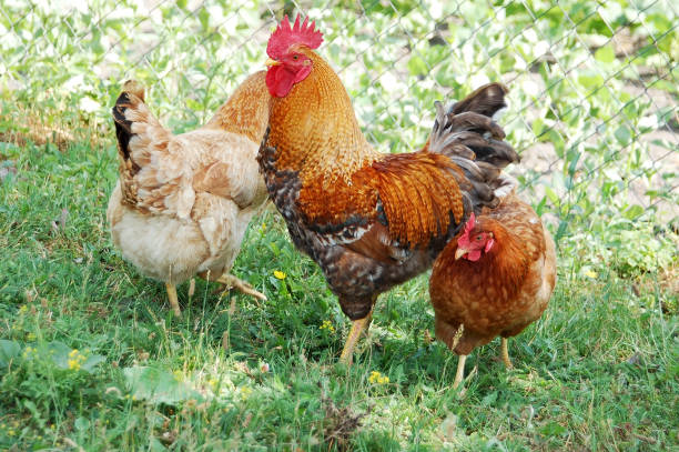 istock Beautiful rooster in grass 896626446