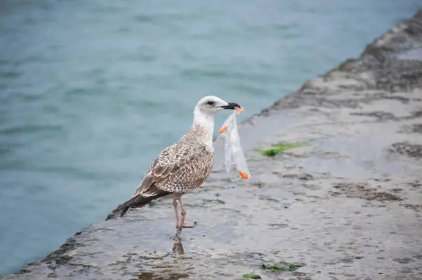 Photo of Seagull with plastic bag