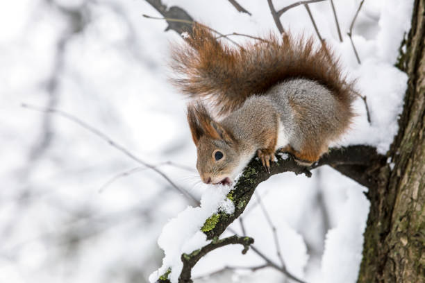 istock little squirrel sitting on tree branch on blurred forest background 896634572