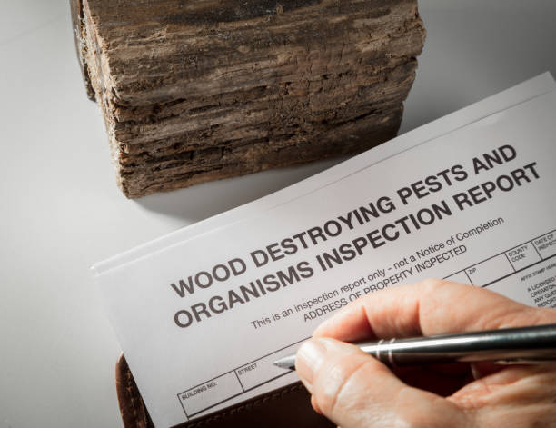 raport z inspekcji szkodników z drewnem - termite wood damaged rotting zdjęcia i obrazy z banku zdjęć