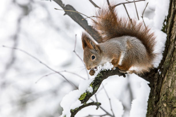 istock young squirrel sitting on tree branch and eating snow 896635102
