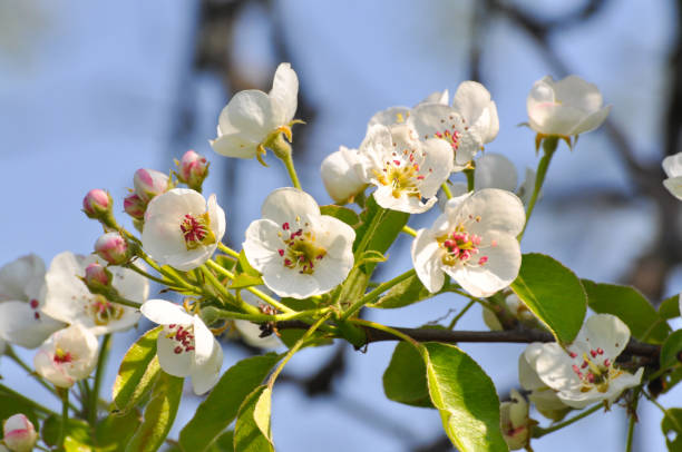 istock Plum flowers in spring in full bloom 896636928
