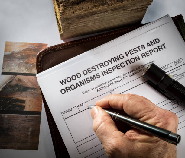 sprawozdanie z inspekcji szkodników - termite wood damaged rotting zdjęcia i obrazy z banku zdjęć