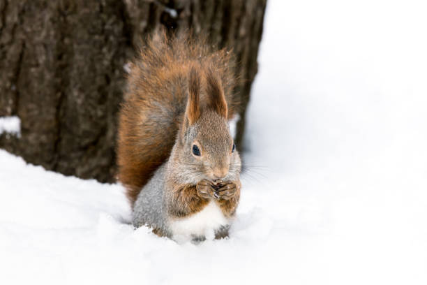 istock red squirrel sitting in snow near tree in winter park and eating nut 896651414