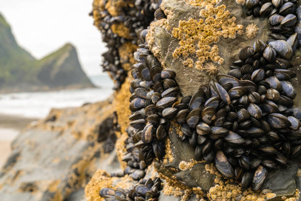 Shells on the cliff at Llangrannog Beach, Ceredigion, Dyfed, Wales, UK