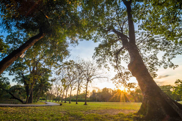 istock Beautiful summer sunset landscape with trees and green grass 896683182