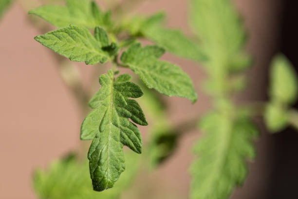 Tomato Plant that has no blooms.