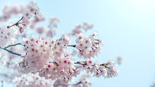 istock Cherry blossom in spring. spring season background, Sakura season in korea. Soft focus 896688714