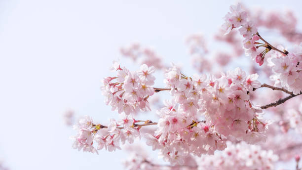 istock Cherry blossom in spring. spring season background, Sakura season in korea. Soft focus 896689066
