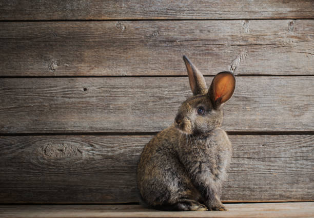 istock the rabbit on dark wooden background 896690084