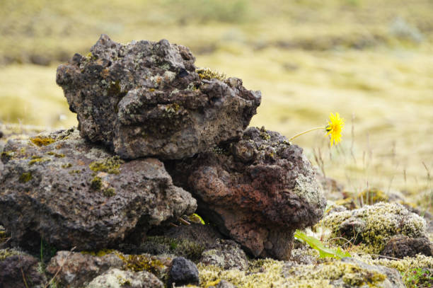 istock Lava rocks with green moss in Iceland. 896693222