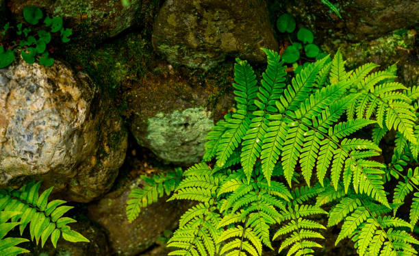 Green mom on the ground texture, natural park, light flash, macro photography