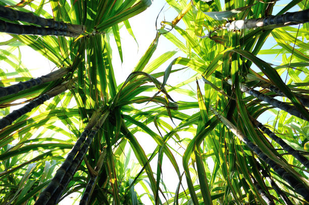 istock Sugarcane plants growing at field 896698488