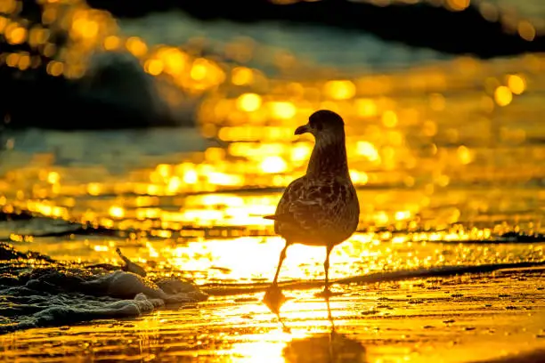 Photo of Herring gull on a beach of the Baltic Sead during sunrise