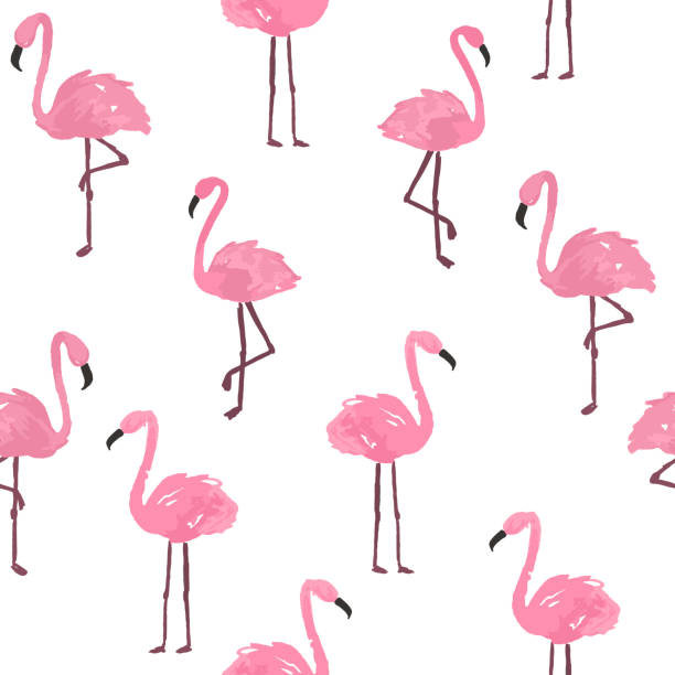 ilustrações, clipart, desenhos animados e ícones de bonito fundo flamingo. - beauty in nature birds nature backgrounds wild animals