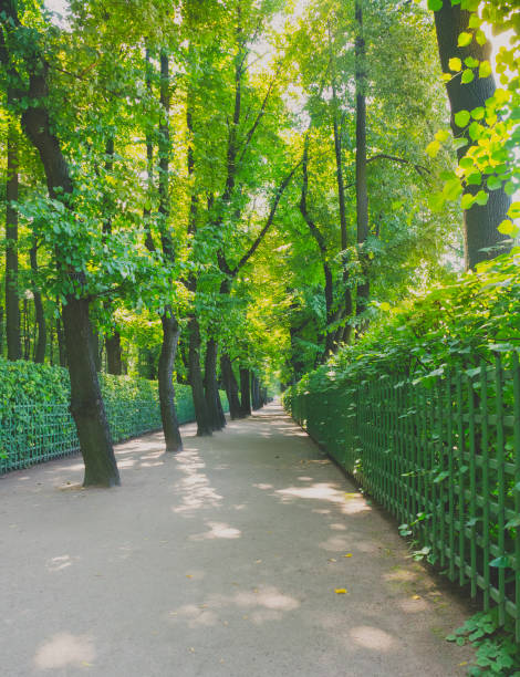istock long Park with high trees and bushes 896727716