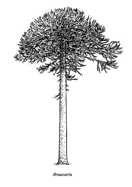 Araucaria tree illustration, drawing, engraving, ink, line art, vector Illustration, what made by ink, then it was digitalized. coniferous tree stock illustrations
