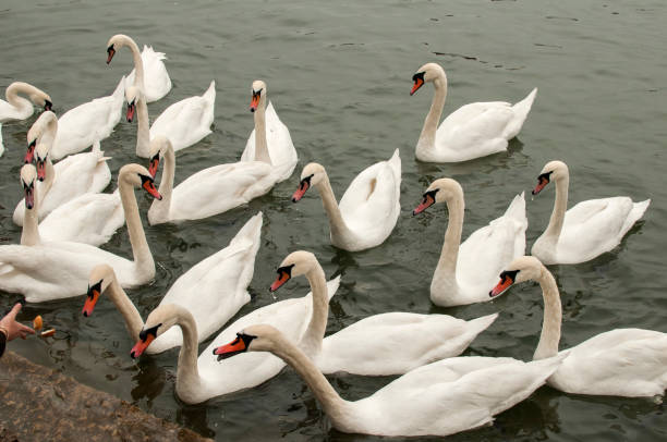 istock A flock of swans in river waters 896741334
