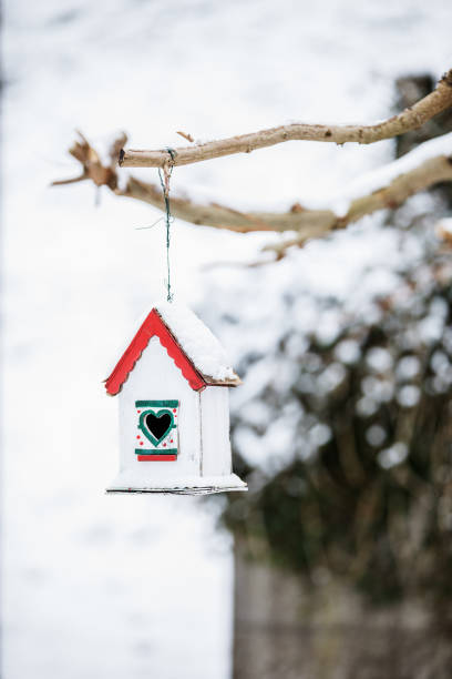 Great tit 