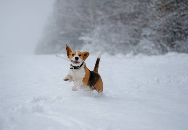 istock Beagle dog running around and playing with a stick in the snow 896742404