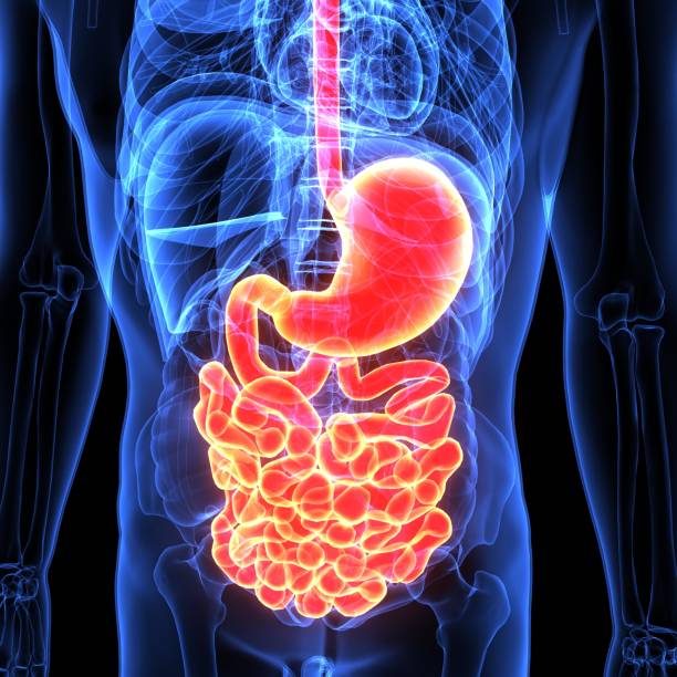 istock 3D Illustration of Human Digestive System Anatomy (Stomach with Small Intestine) 896745148
